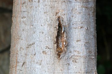 Ağaç kabuğunun yapısının dokusu. Kuzey İsrail 'de bir ormanda bir ağaç gövdesinin yakın çekimi. 