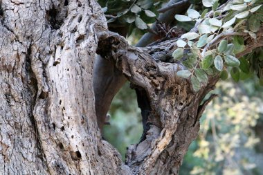Ağaç kabuğunun yapısının dokusu. Kuzey İsrail 'de bir ormanda bir ağaç gövdesinin yakın çekimi. 