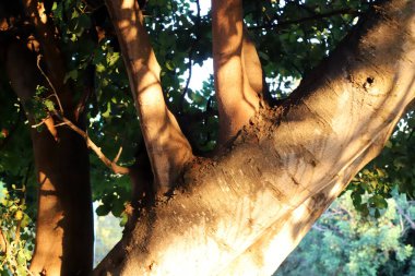 Ağaç kabuğunun yapısının dokusu. Kuzey İsrail 'de bir ormanda bir ağaç gövdesinin yakın çekimi. 