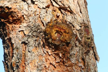 Ağaç kabuğunun yapısının dokusu. Kuzey İsrail 'de bir ormanda bir ağaç gövdesinin yakın çekimi. 