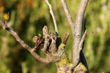 Ağaç kabuğunun yapısının dokusu. Kuzey İsrail 'de bir ormanda bir ağaç gövdesinin yakın çekimi. 