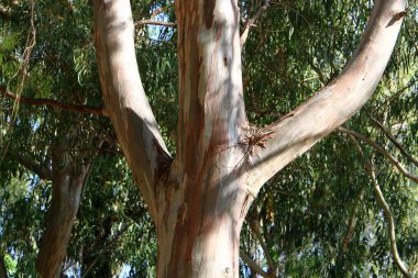 Ağaç kabuğunun yapısının dokusu. Kuzey İsrail 'de bir ormanda bir ağaç gövdesinin yakın çekimi. 