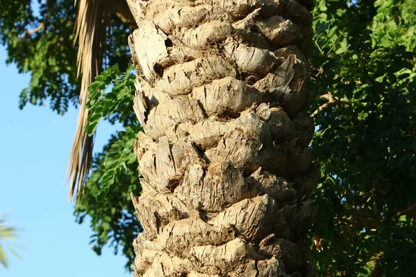 Tekstura Struktury Kory Drzewa Kora Drzewa Zbliżenie Pnia Drzewa Lesie — Zdjęcie stockowe