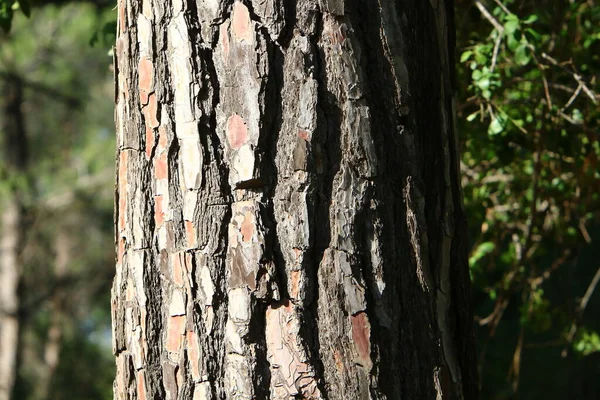 Strukturen Barken Ett Träd Närbild Trädstam Skog Norra Israel — Stockfoto