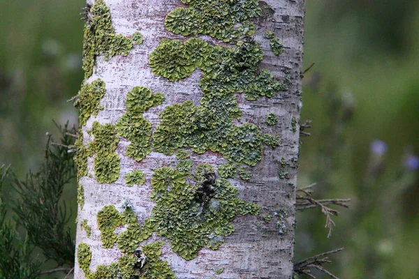 Struttura Della Struttura Della Corteccia Albero Primo Piano Tronco Albero — Foto Stock