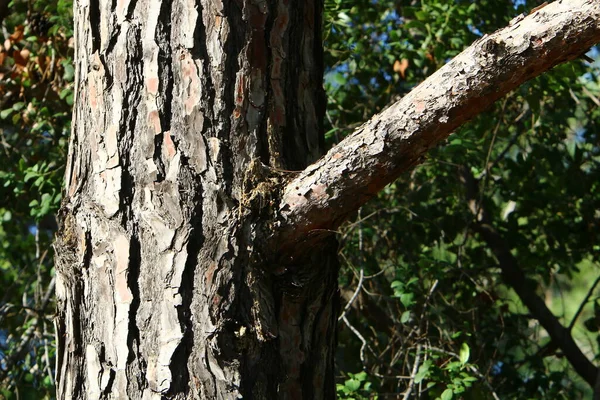 Strukturen Barken Ett Träd Närbild Trädstam Skog Norra Israel — Stockfoto