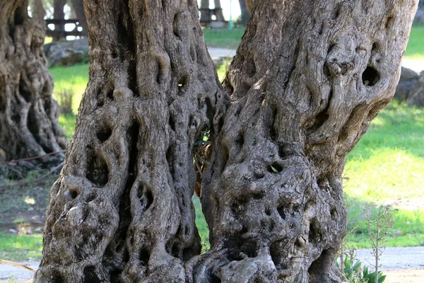 Die Struktur Der Rinde Eines Baumes Nahaufnahme Eines Baumstammes Einem — Stockfoto