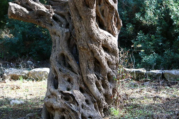 树皮树皮树皮结构的纹理以色列北部森林里的树干特写 — 图库照片