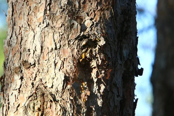 Textura Estrutura Casca Uma Árvore Close Tronco Árvore Uma Floresta — Fotografia de Stock