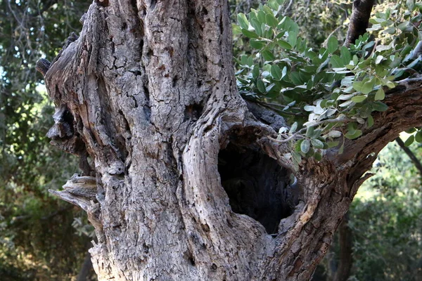 Textura Estrutura Casca Uma Árvore Close Tronco Árvore Uma Floresta — Fotografia de Stock
