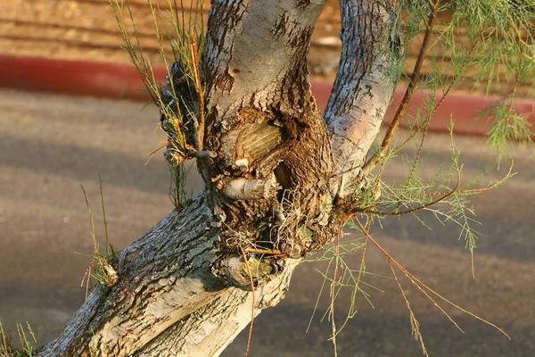 Textura Estructura Corteza Árbol Primer Plano Tronco Árbol Bosque Norte — Foto de Stock