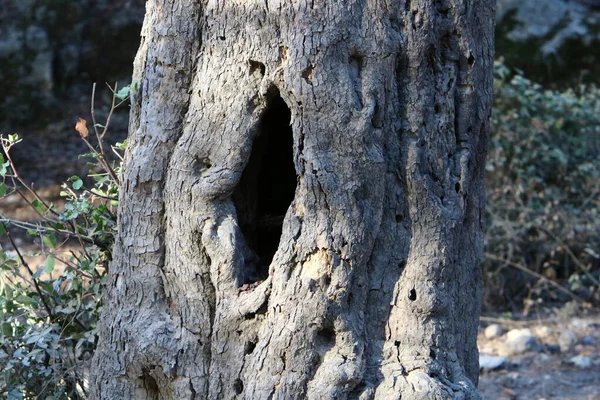 Die Struktur Der Rinde Eines Baumes Nahaufnahme Eines Baumstammes Einem — Stockfoto