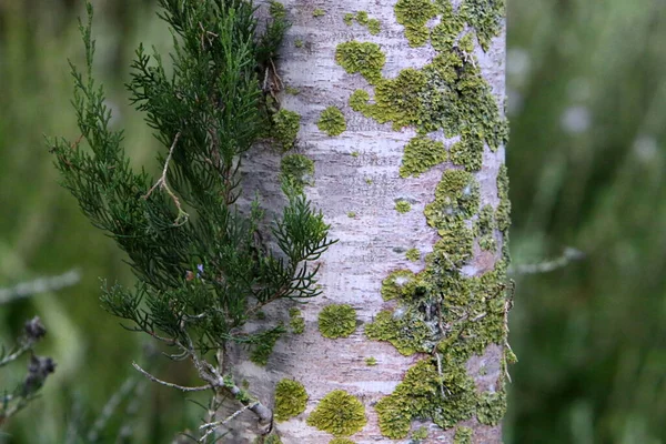 Strukturen Barken Ett Träd Närbild Trädstam Skog Norra Israel — Stockfoto