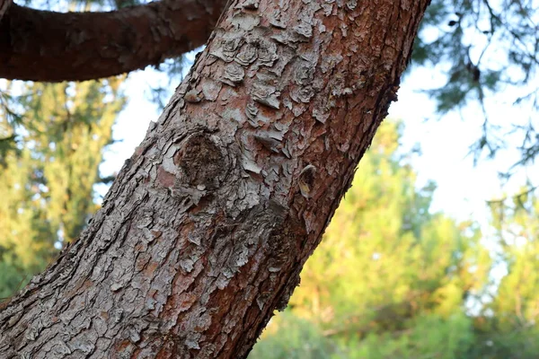 Ağaç Kabuğunun Yapısının Dokusu Kuzey Srail Bir Ormanda Bir Ağaç — Stok fotoğraf