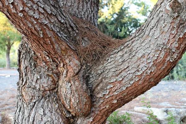 Ağaç Kabuğunun Yapısının Dokusu Kuzey Srail Bir Ormanda Bir Ağaç — Stok fotoğraf