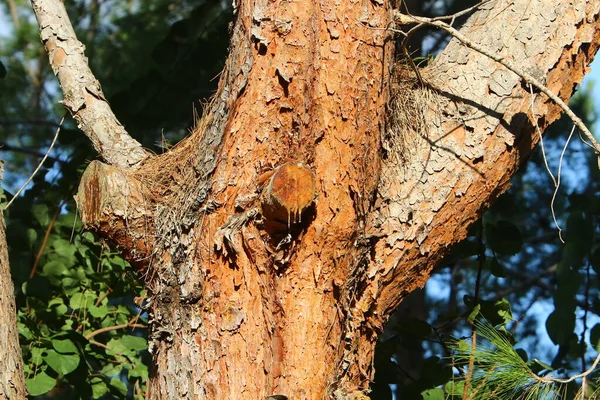 Textura Estrutura Casca Uma Árvore Close Tronco Árvore Uma Floresta — Fotografia de Stock