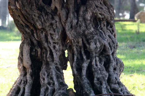 Textura Estrutura Casca Uma Árvore Close Tronco Árvore Uma Floresta — Fotografia de Stock