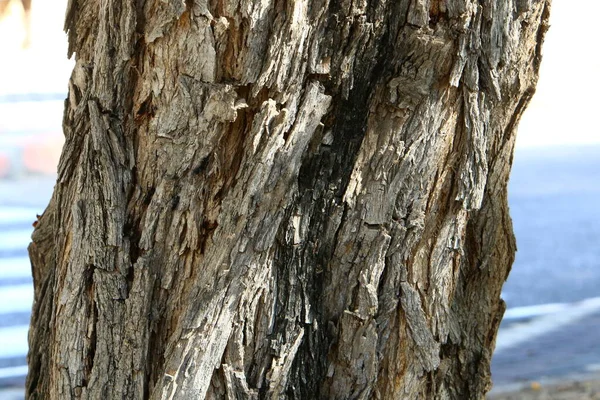 The texture of the structure of the bark of a tree. Close-up of a tree trunk in a forest in northern Israel