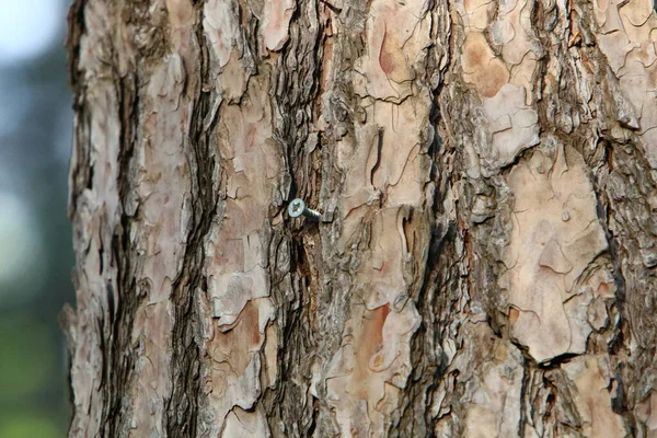 Textura Estrutura Casca Uma Árvore Close Tronco Árvore Uma Floresta — Fotografia de Stock