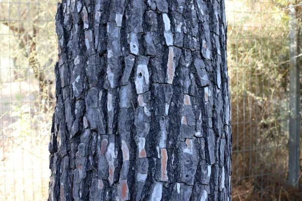 The texture of the structure of the bark of a tree. Close-up of a tree trunk in a forest in northern Israel
