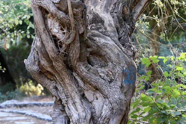 Texture Structure Écorce Arbre Gros Plan Tronc Arbre Dans Une — Photo