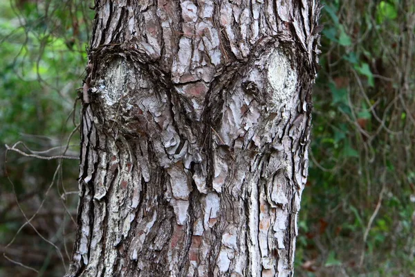 Struttura Della Struttura Della Corteccia Albero Primo Piano Tronco Albero — Foto Stock