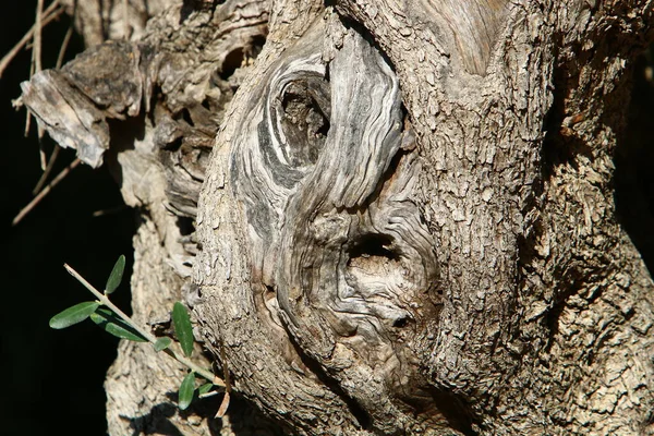Υφή Της Δομής Του Φλοιού Ενός Δέντρου Κοντινό Πλάνο Κορμού — Φωτογραφία Αρχείου