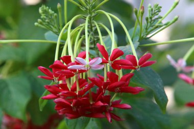 İsrail 'de bir şehir parkında parlak renkli çiçekler. Kışın yağmur mevsiminde, doğa çiçek açar. 