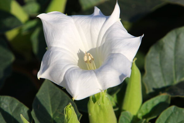 Яркие красочные цветы в городском парке в Израиле. Зимой в сезон дождей природа расцветает 