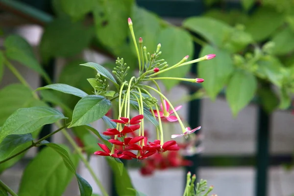 Fleurs Colorées Lumineuses Dans Parc Urbain Israël Hiver Pendant Saison — Photo