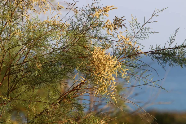 Fleurs Colorées Lumineuses Dans Parc Urbain Israël Hiver Pendant Saison — Photo