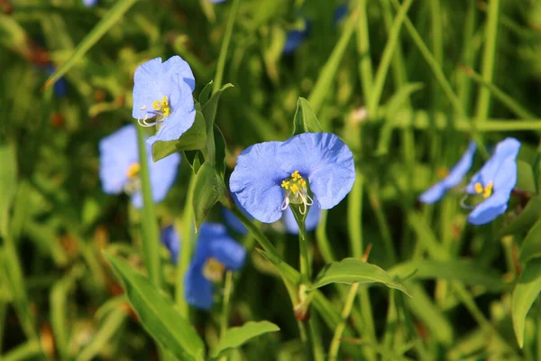 Ljusa Färgglada Blommor Stadspark Israel Vintern Regnperioden Blommar Naturen — Stockfoto