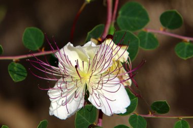 İsrail 'de bir şehir parkında parlak renkli çiçekler. Kışın yağmur mevsiminde, doğa çiçek açar. 