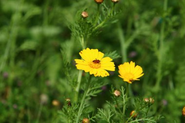İsrail 'de bir şehir parkında parlak renkli çiçekler. Kışın yağmur mevsiminde, doğa çiçek açar. 