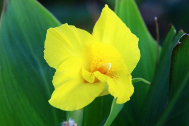 İsrail 'de bir şehir parkında parlak renkli çiçekler. Kışın yağmur mevsiminde, doğa çiçek açar. 