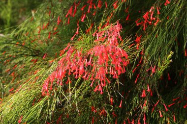 İsrail 'de bir şehir parkında parlak renkli çiçekler. Kışın yağmur mevsiminde, doğa çiçek açar. 