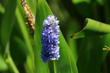 İsrail 'de bir şehir parkında parlak renkli çiçekler. Kışın yağmur mevsiminde, doğa çiçek açar. 