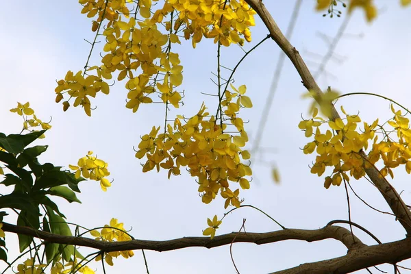 Flores Colores Brillantes Parque Ciudad Israel Invierno Temporada Lluvias Naturaleza — Foto de Stock