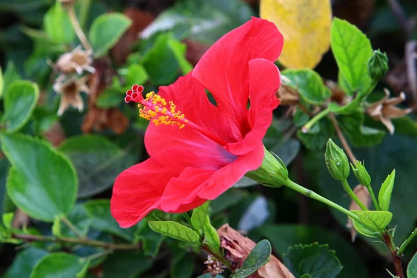 色彩艳丽的花朵在以色列的一个城市公园里 在雨季的冬天 大自然盛开 — 图库照片