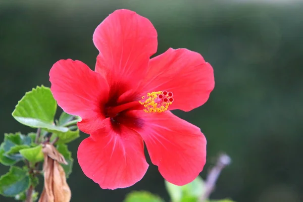 Bright Colorful Flowers City Park Israel Winter Rainy Season Nature — Stock Photo, Image