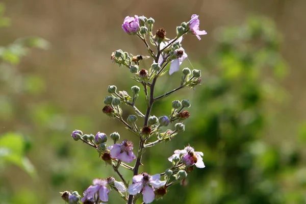 Flores Coloridas Brilhantes Parque Cidade Israel Inverno Estação Chuvosa Natureza — Fotografia de Stock