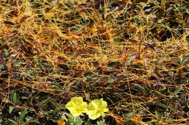 Dodder otu yapraksız ve köksüz büyür. 