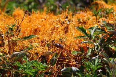 Dodder otu yapraksız ve köksüz büyür. 