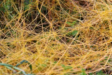 Dodder otu yapraksız ve köksüz büyür. 