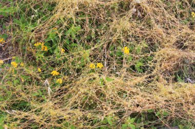 Dodder otu yapraksız ve köksüz büyür. 