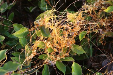 Dodder otu yapraksız ve köksüz büyür. 