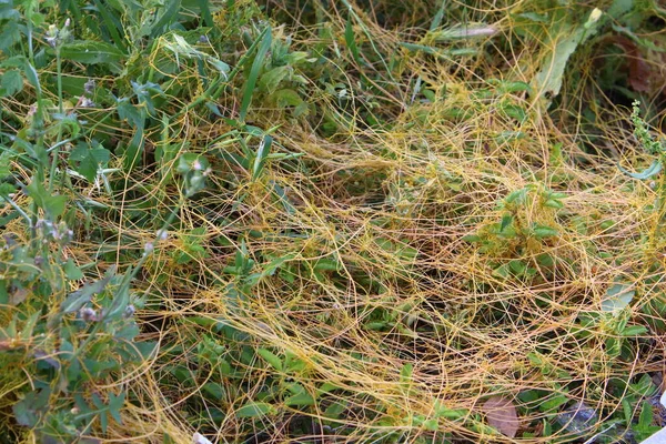 Maleza Dodder Crece Sin Hojas Raíces — Foto de Stock