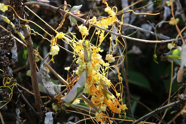 Dodder Weed Grows Leaves Roots — Stock Photo, Image