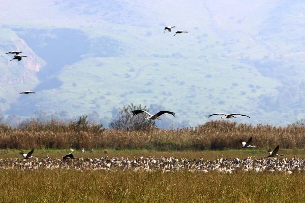 Una Gran Bandada Grúas Orillas Del Lago Hula Una Reserva — Foto de Stock