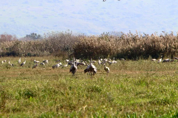 以色列北部国家保护区呼拉湖沿岸的一大群鹤 — 图库照片